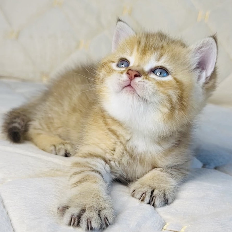 Grant British Shorthair male, chocolate golden spotted tabby