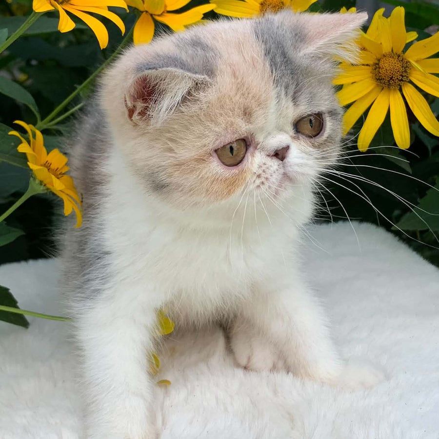Milashka Exotic female, blue tortie tabby bicolour