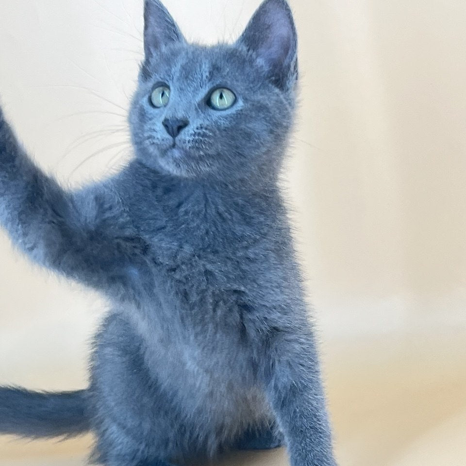 Kris Russian Blue male, blue