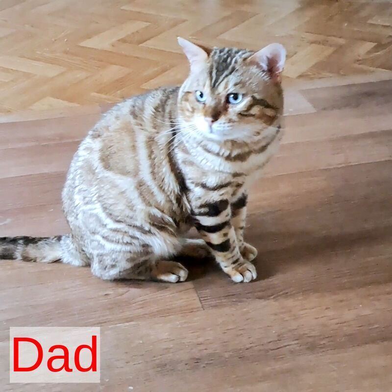 Kiki Bengal female black spotted tabby pointed - live animals