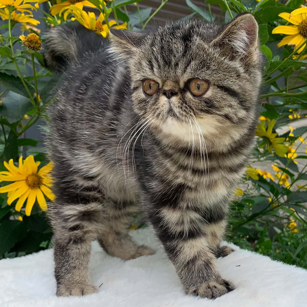 Milky Way Exotic male, black tabby