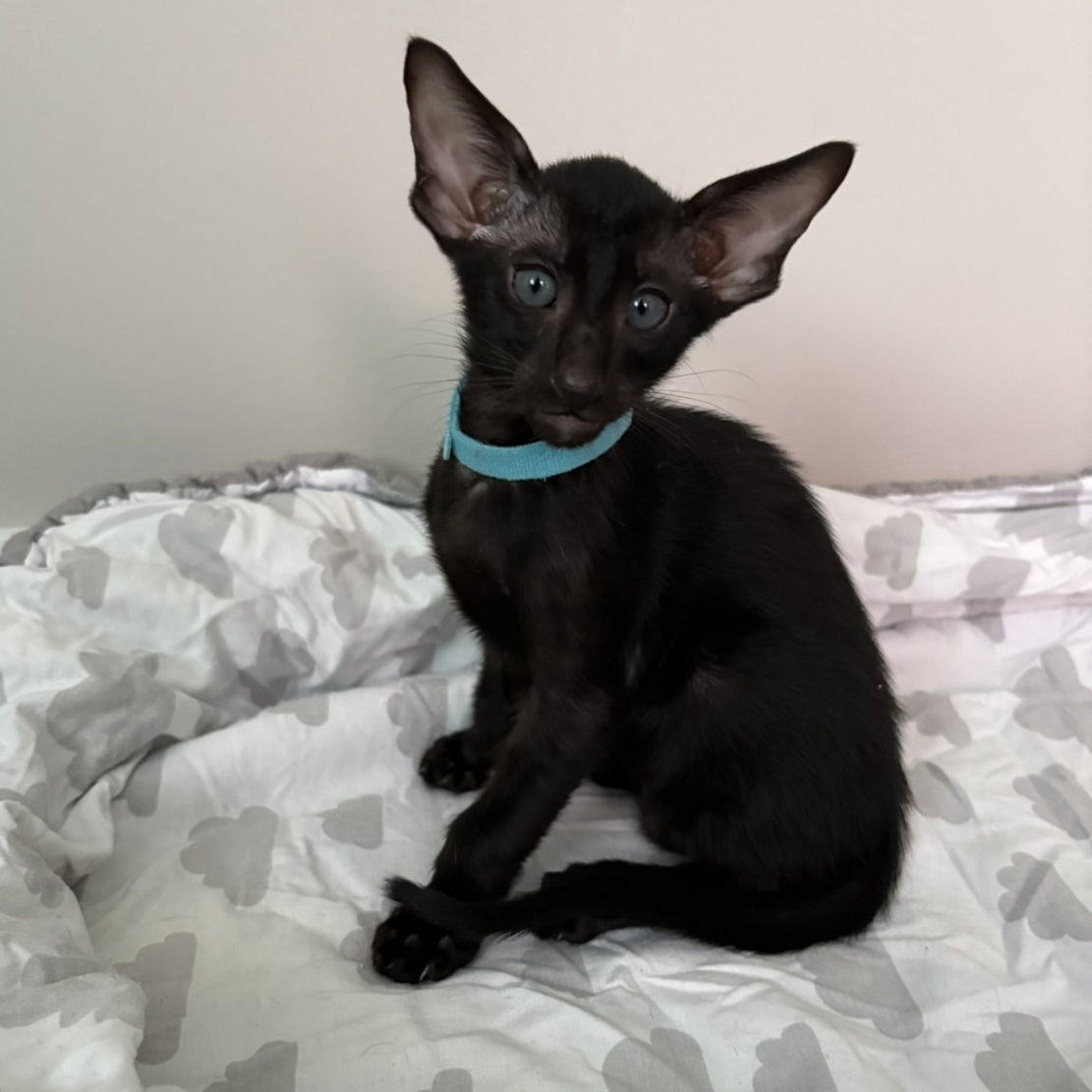 Dexter Oriental Shorthair male, black