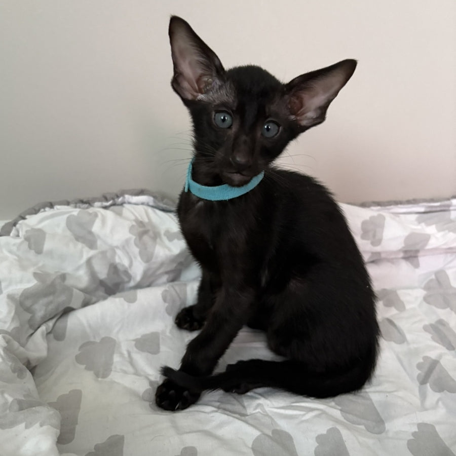 Dexter Oriental Shorthair male, black