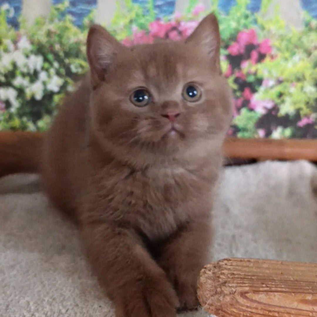 Madlen British Shorthair female, cinnamon