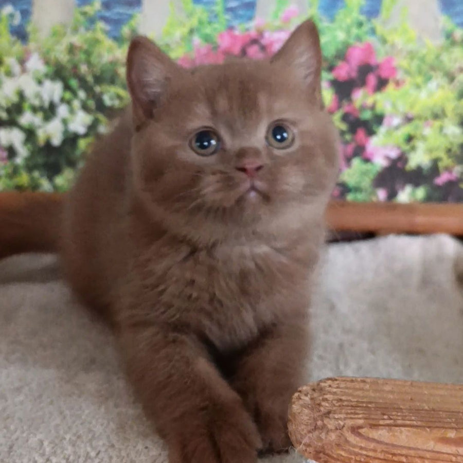 Madlen British Shorthair female, cinnamon