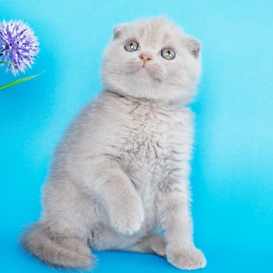 Allan Scottish Fold male, fawn