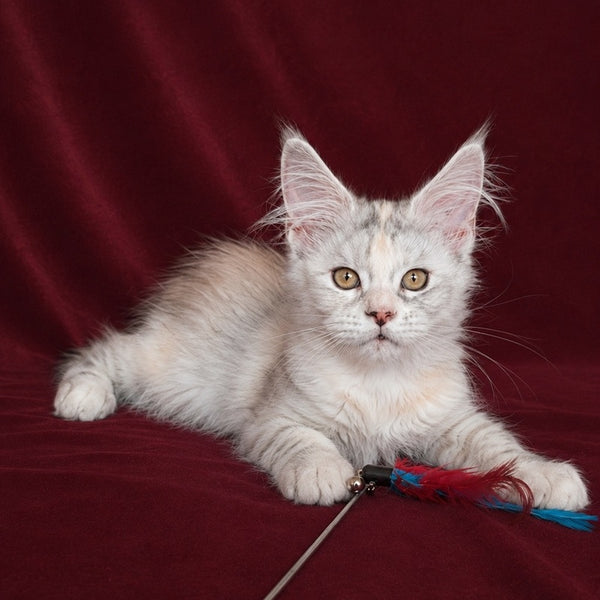 Ise Lilly Maine Coon female, black tortie silver ticked tabby