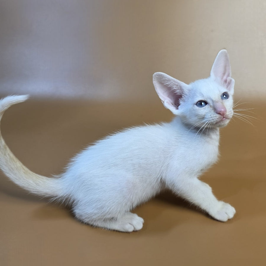Eclair Siamese male, red