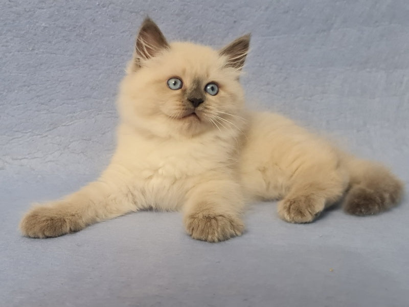 Archie Siberian male black pointed - live animals
