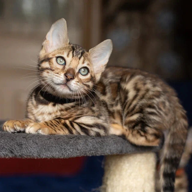 Willli Bengal male, black spotted tabby