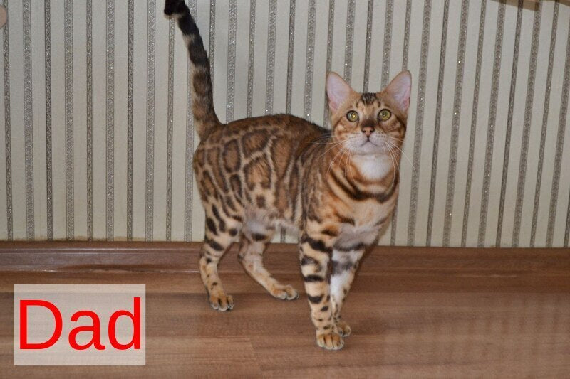 Lili Bengal female black spotted tabby - live animals