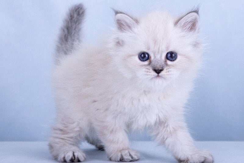 Iskra Siberian female, black tabby pointed