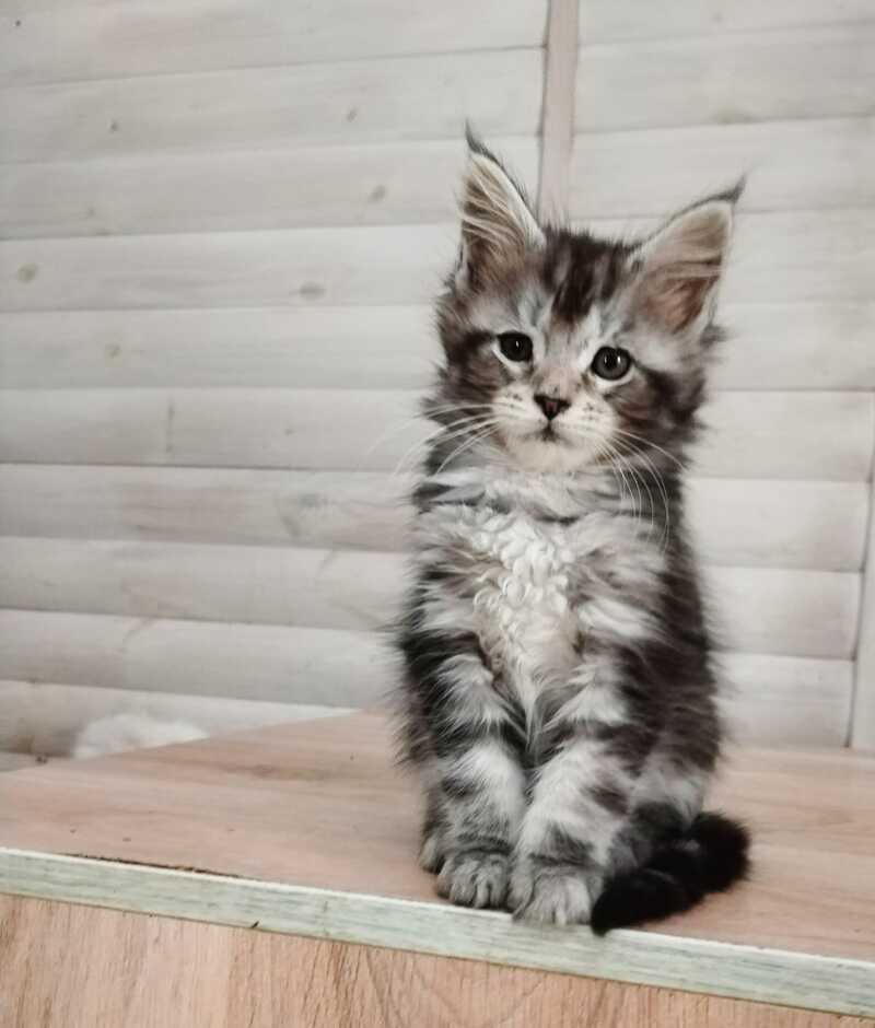 Juliet Maine Coon female black silver tabby - live animals