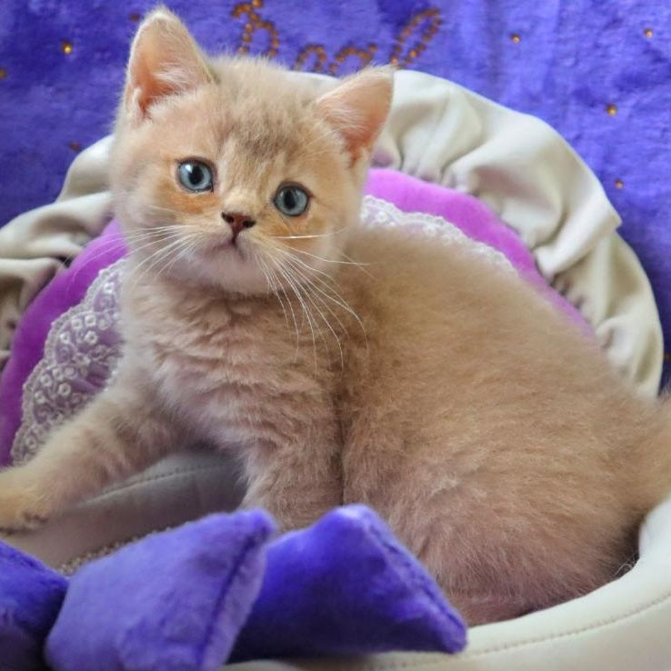 Pion British Shorthair male, lilac golden shaded