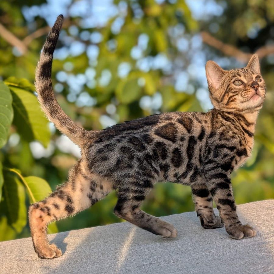 Zlatan Bengal male, black spotted tabby