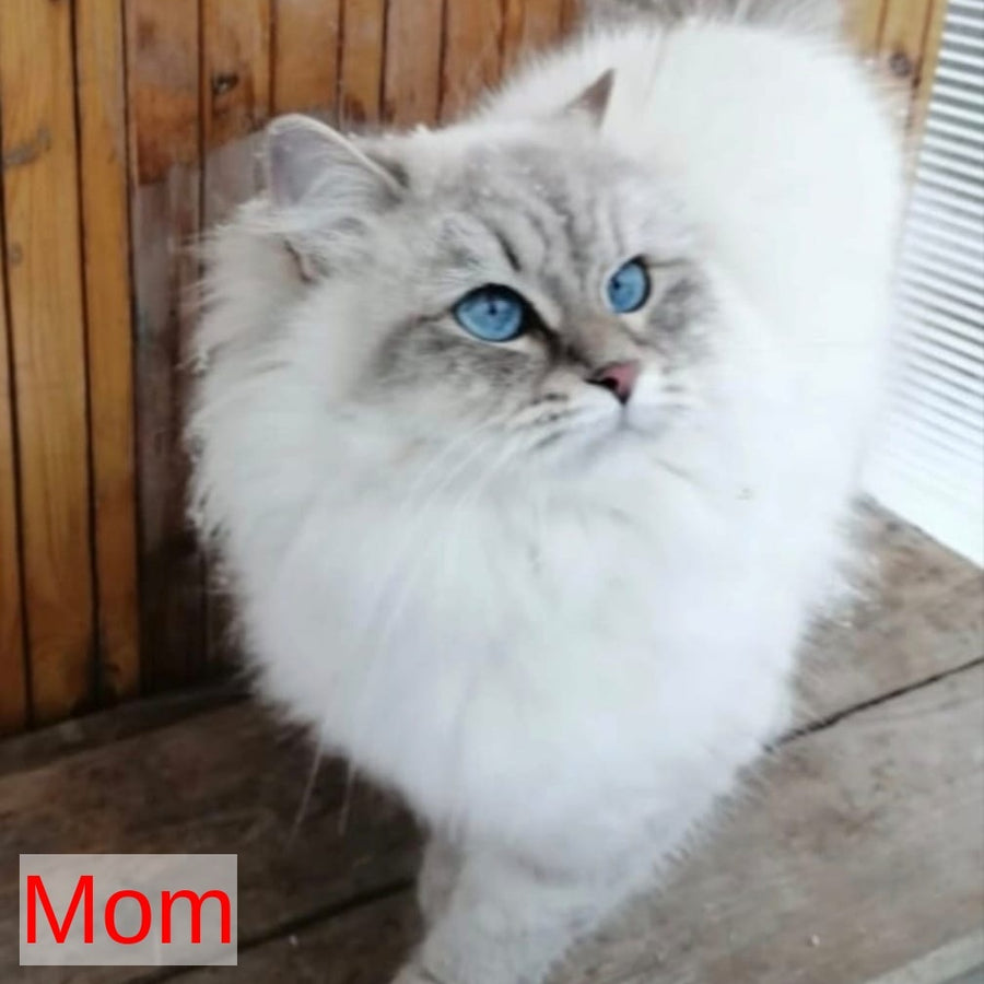 Kovboj Siberian male, blue tabby pointed with white