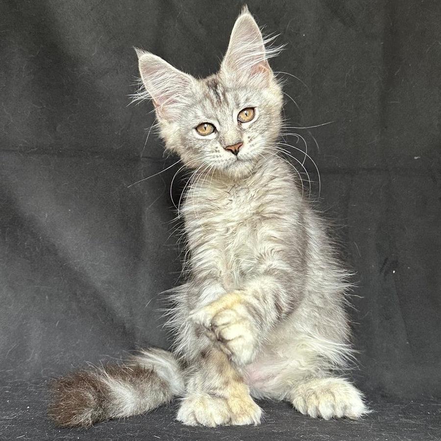 Jalila Maine Coon polydactyl 6x6x6x6 female, black silver tabby