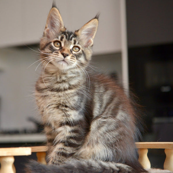Yavanna Maine Coon female, black tabby
