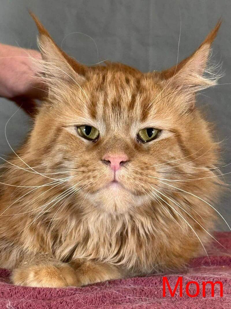 Gordon Maine Coon male, red silver tabby