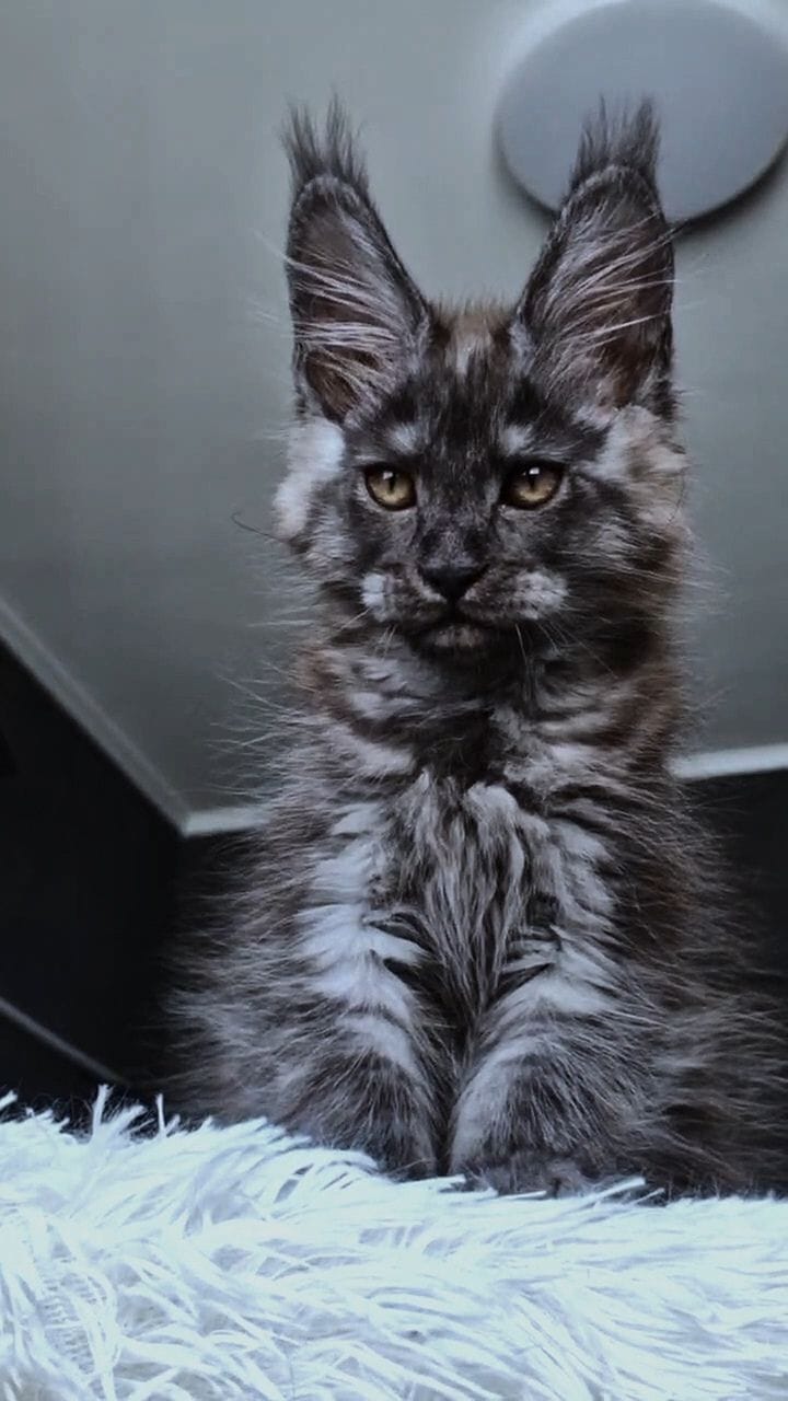 Kasperov Maine Coon male, black silver