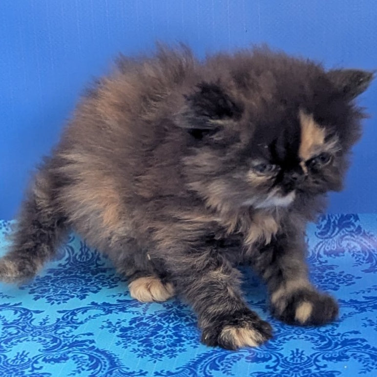 Savena Persian female, black tortie