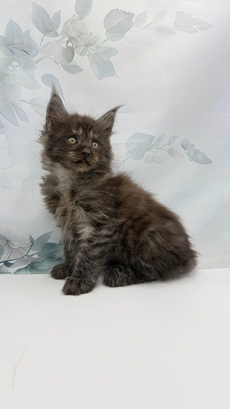 Angor Maine Coon male, black silver