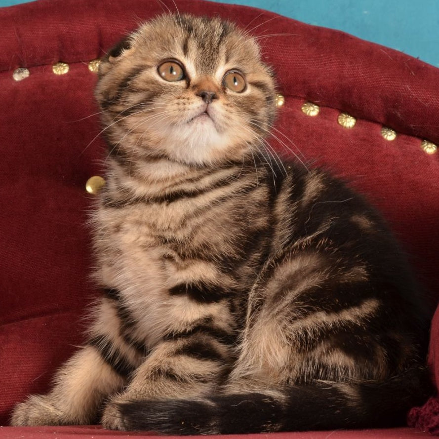 Infant Munchkin male, black tabby