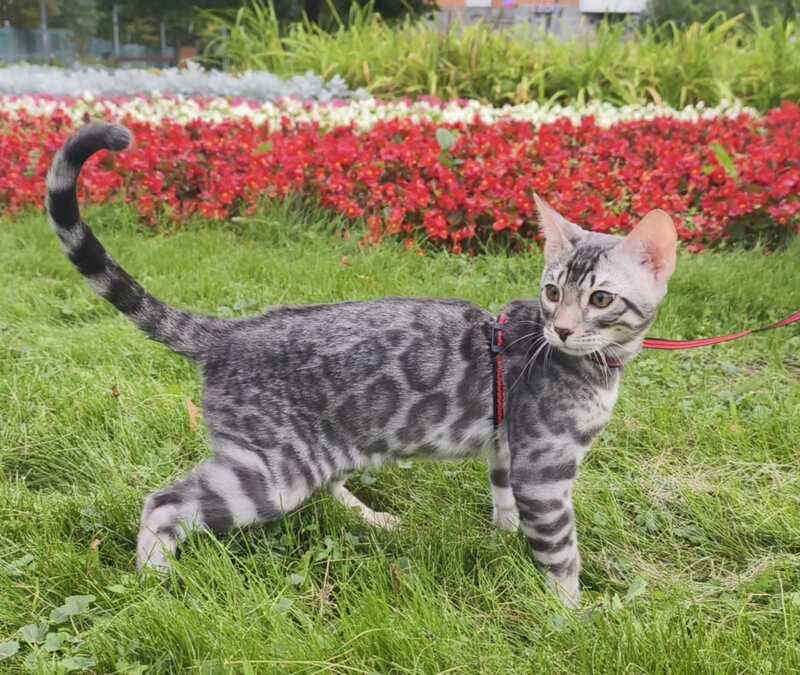 Loki Bengal male, blue silver spotted tabby