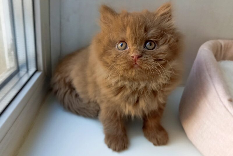 Caroline British Longhair female, cinnamon