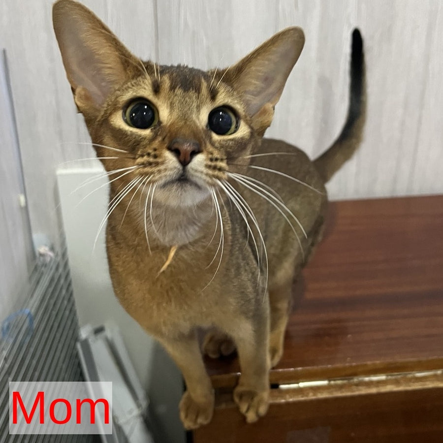 Fibi Abyssinian female, blue