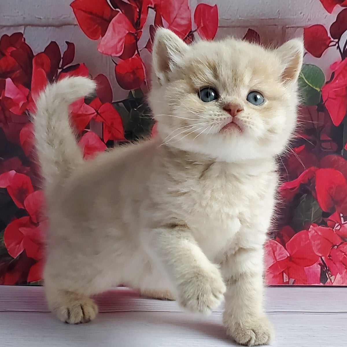 Holden British Shorthair male, lilac golden shaded