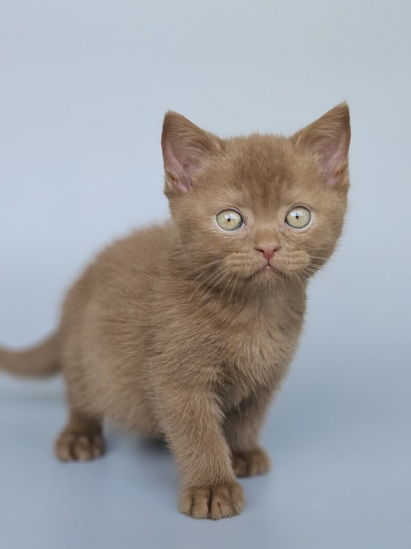 Atlas British Shorthair male, cinnamon