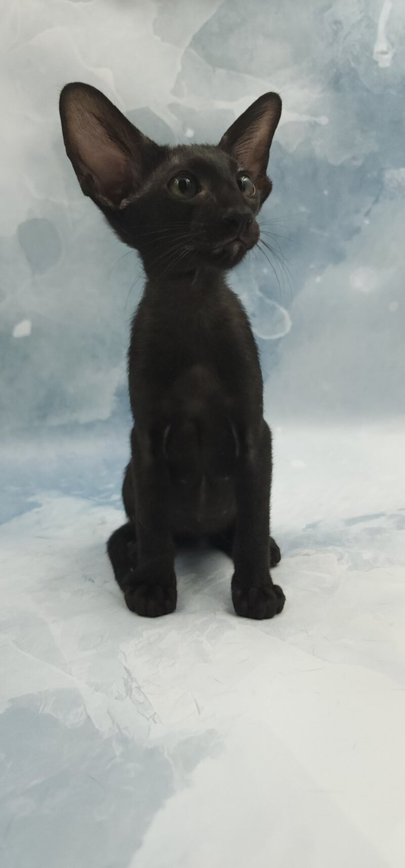 Otto Oriental Shorthair male, black