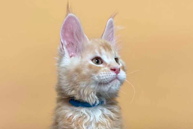 Jean Maine Coon male red silver ticked tabby with white live animals