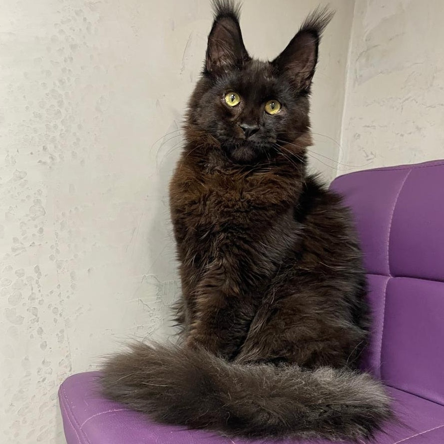 Petrovich Maine Coon male, black