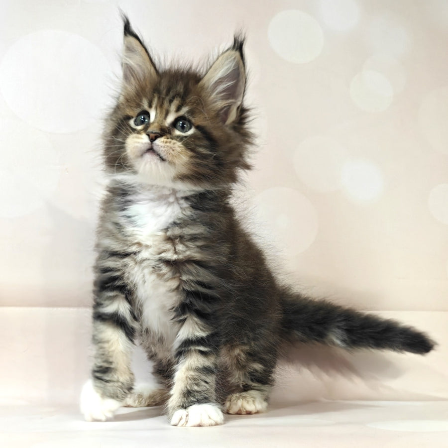 Business Maine Coon female, black tabby with white