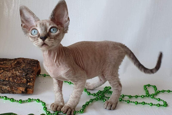 Samantha Devon Rex female black tabby pointed - live animals