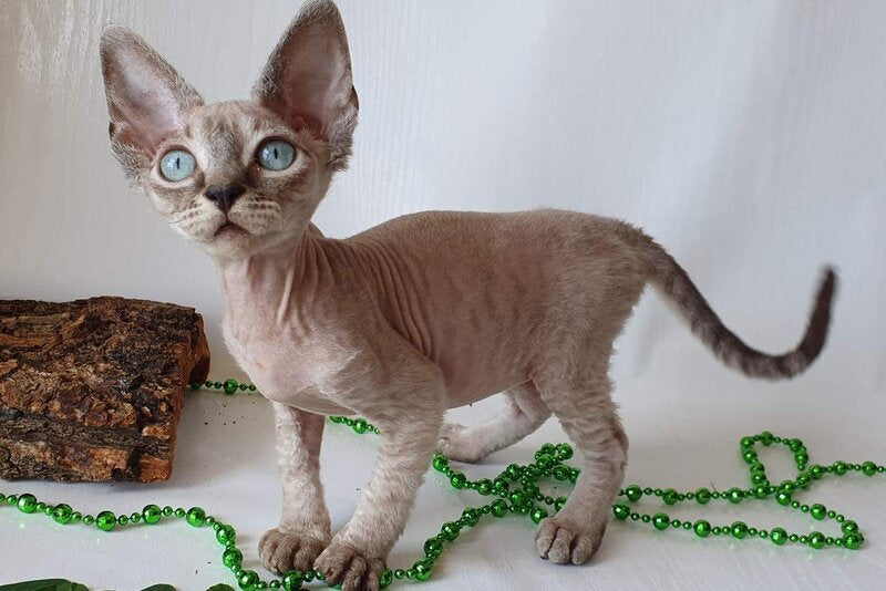 Samantha Devon Rex female black tabby pointed - live animals