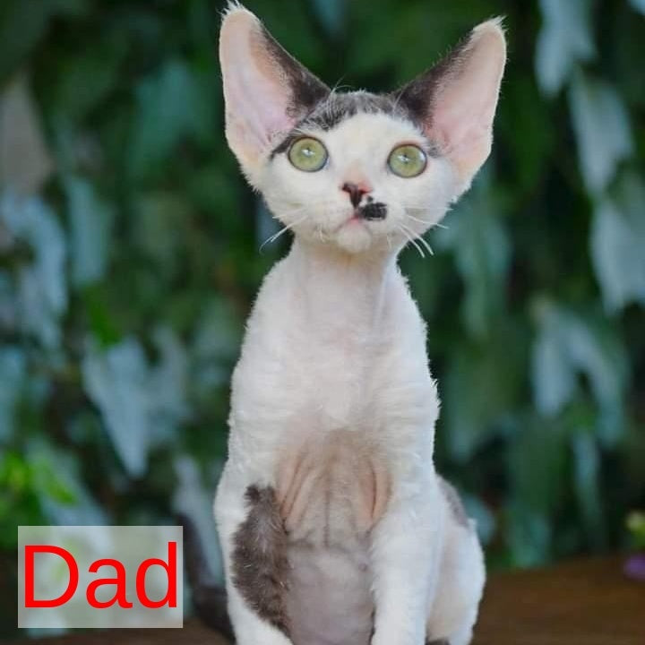Merilyn Devon Rex female, blue harlequin