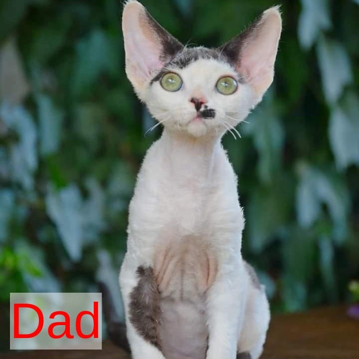 Leya Devon Rex female, black tortie bicolour