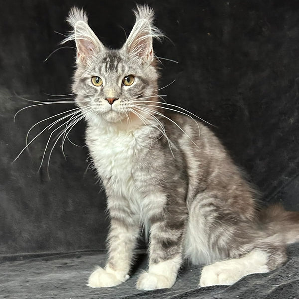 North Maine Coon male, black silver tabby with white