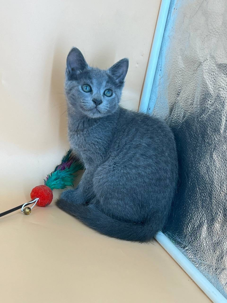 Kajra Russian Blue female, blue