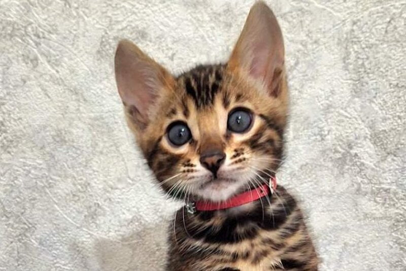 Grey Bengal male, black spotted tabby