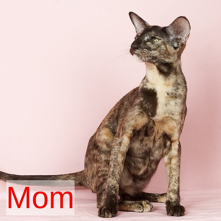 Ulan Bator Oriental Shorthair male, red