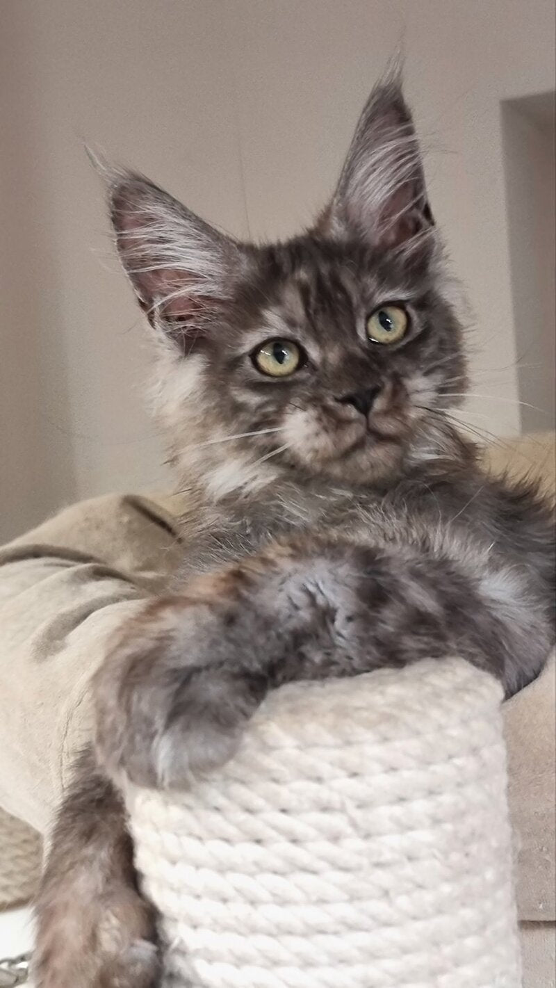 Cassia Maine Coon female black silver - live animals