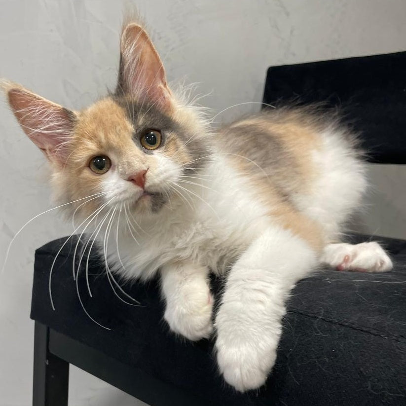 Nelly Maine Coon female, blue tortie bicolour