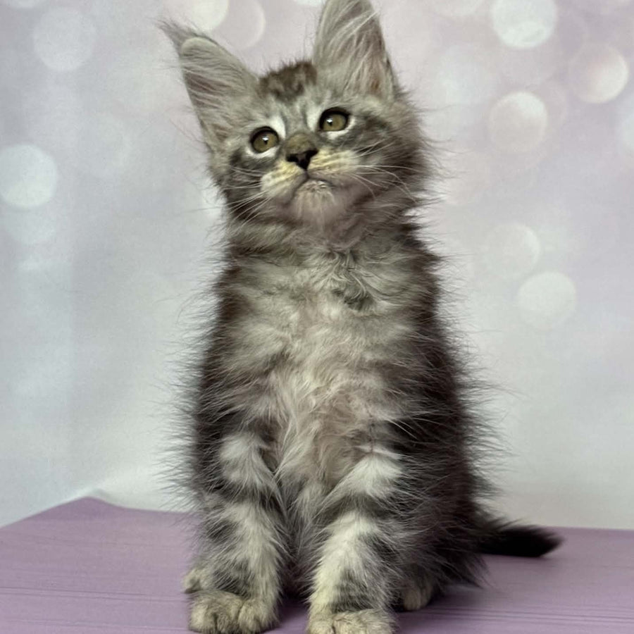 Fantik Maine Coon male, black silver tabby