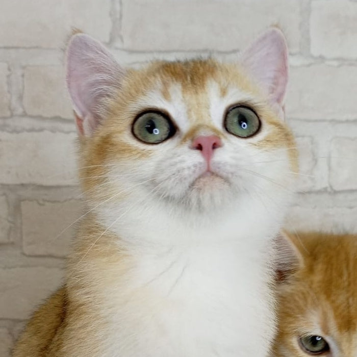 Feya British Shorthair female, black golden chinchilla