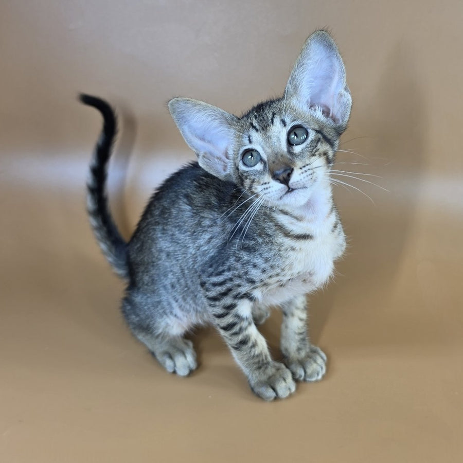 Yvette Oriental Shorthair female, black spotted tabby