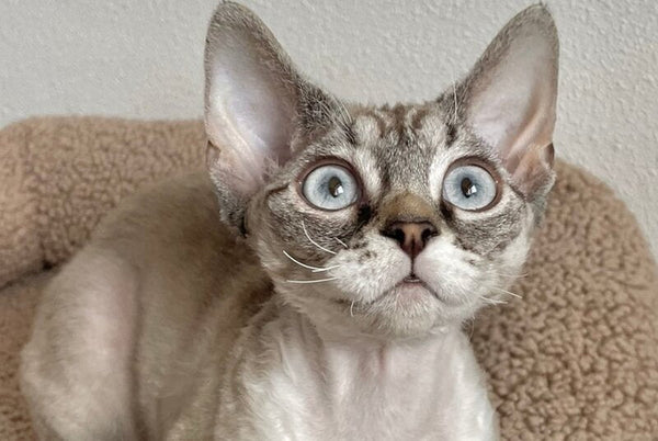Isolde Grace Devon Rex female chocolate bicolour tabby pointed - live animals